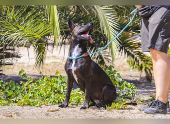 Powerlady Lindinha ❤️ liebt Katzen und Menschen