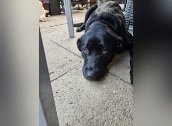 Ari sucht ein neues Zuhause