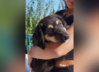 Thea und ihre Geschwister suchen noch ein Zuhause