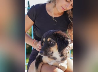 Thea und ihre Geschwister suchen noch ein Zuhause