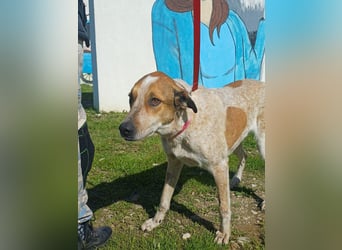 **LINO** Mischling, ca 2 Jahre, Rüde kastriert