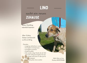 **LINO** Mischling, ca 2 Jahre, Rüde kastriert