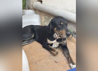 **CLYDE** Mischling, ca. 1,5 Jahre, Rüde kastriert