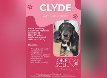 **CLYDE** Mischling, ca. 1,5 Jahre, Rüde kastriert