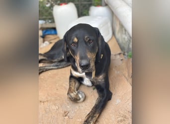 **CLYDE** Mischling, ca. 1,5 Jahre, Rüde kastriert