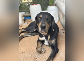 **CLYDE** Mischling, ca. 1,5 Jahre, Rüde kastriert