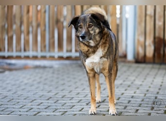 Speedy sucht ein neues Zuhause