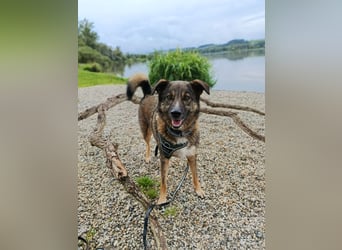 Speedy sucht ein neues Zuhause