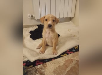 Gustl- kleiner Kämpfer sucht sein Sofa