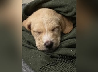 Gustl- kleiner Kämpfer sucht sein Sofa