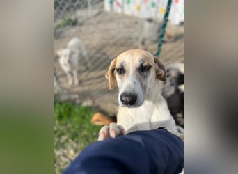 Kelly sucht Sie/Dich!