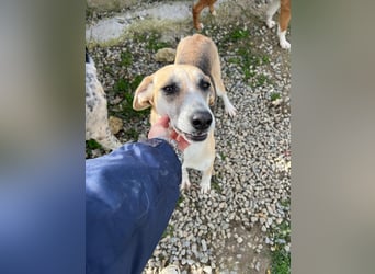 Kelly sucht Sie/Dich!