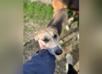 Kelly sucht Sie/Dich!