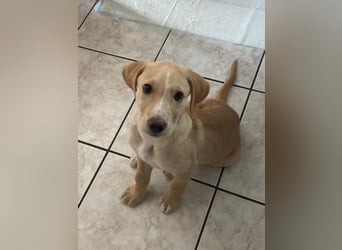 Gustl- kleiner Kämpfer sucht sein Sofa