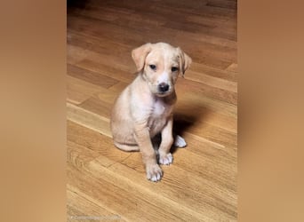 Gustl- kleiner Kämpfer sucht sein Sofa