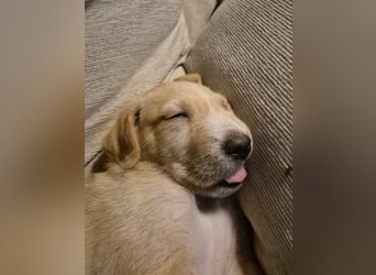 Gustl- kleiner Kämpfer sucht sein Sofa