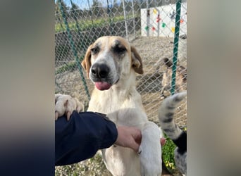 Kelly sucht Sie/Dich!