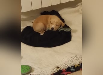 Gustl- kleiner Kämpfer sucht sein Sofa