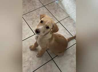 Gustl- kleiner Kämpfer sucht sein Sofa