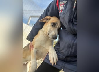 Kelly sucht Sie/Dich!