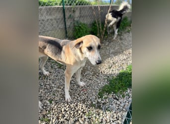 Kelly sucht Sie/Dich!