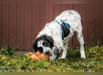 Lebensfroher Janko sucht seine Menschen