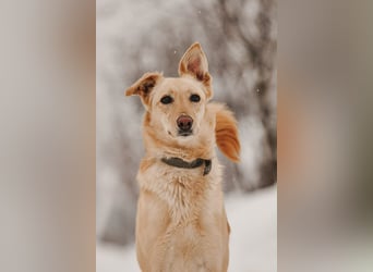 Hübsche Lissy sucht warmes Körbchen