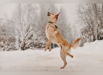 Hübsche Lissy sucht warmes Körbchen