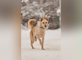 Hübsche Lissy sucht warmes Körbchen