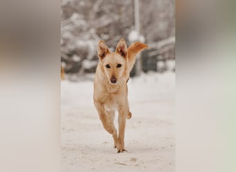 Hübsche Lissy sucht warmes Körbchen