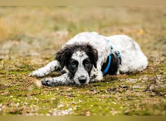 Lebensfroher Janko sucht seine Menschen