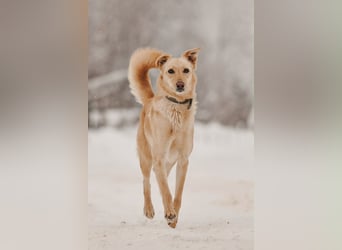 Hübsche Lissy sucht warmes Körbchen