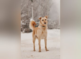 Hübsche Lissy sucht warmes Körbchen