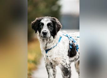 Lebensfroher Janko sucht seine Menschen