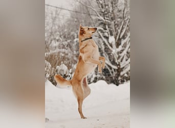 Hübsche Lissy sucht warmes Körbchen