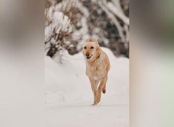 Hübsche Lissy sucht warmes Körbchen