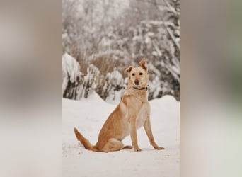Hübsche Lissy sucht warmes Körbchen