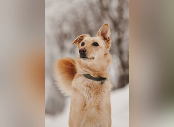 Hübsche Lissy sucht warmes Körbchen