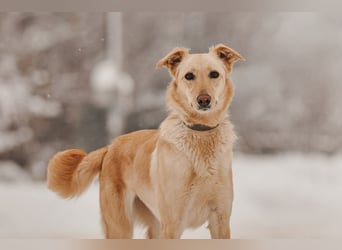 Hübsche Lissy sucht warmes Körbchen