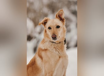 Hübsche Lissy sucht warmes Körbchen