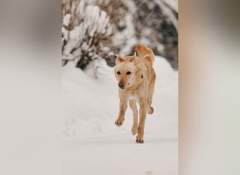 Hübsche Lissy sucht warmes Körbchen