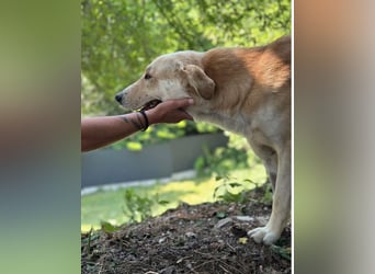 LOUIE: Sanfter, freundlicher Rüde mit Handicap sucht seine Menschen