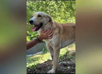 LOUIE: Sanfter, freundlicher Rüde mit Handicap sucht seine Menschen