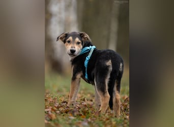 Hübscher Goscha sucht seine Menschen