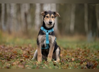 Hübscher Goscha sucht seine Menschen