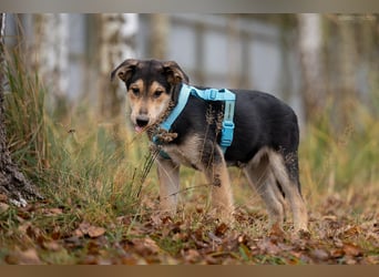 Hübscher Goscha sucht seine Menschen