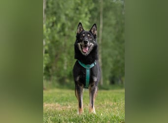 Sozialer Grey sucht liebevolles Zuhause
