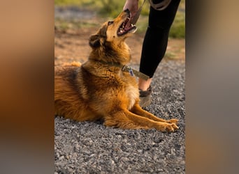 Ruhiges Zuhause für Yara gesucht
