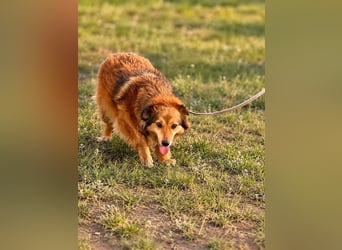 Ruhiges Zuhause für Yara gesucht