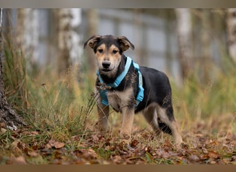 Hübscher Goscha sucht seine Menschen